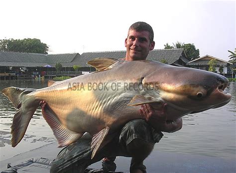 huge freshwater fish|biggest freshwater fish ever caught.